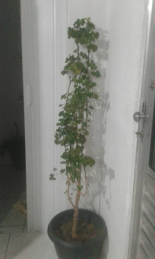 Aralia 19