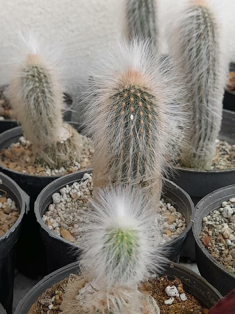 Echinocereus 5