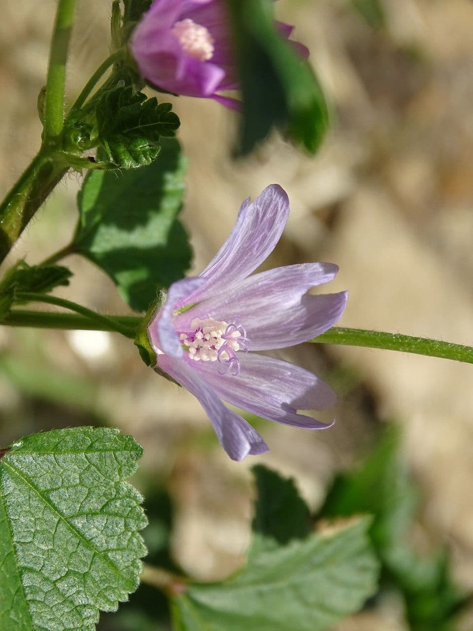 Malva di Creta 5