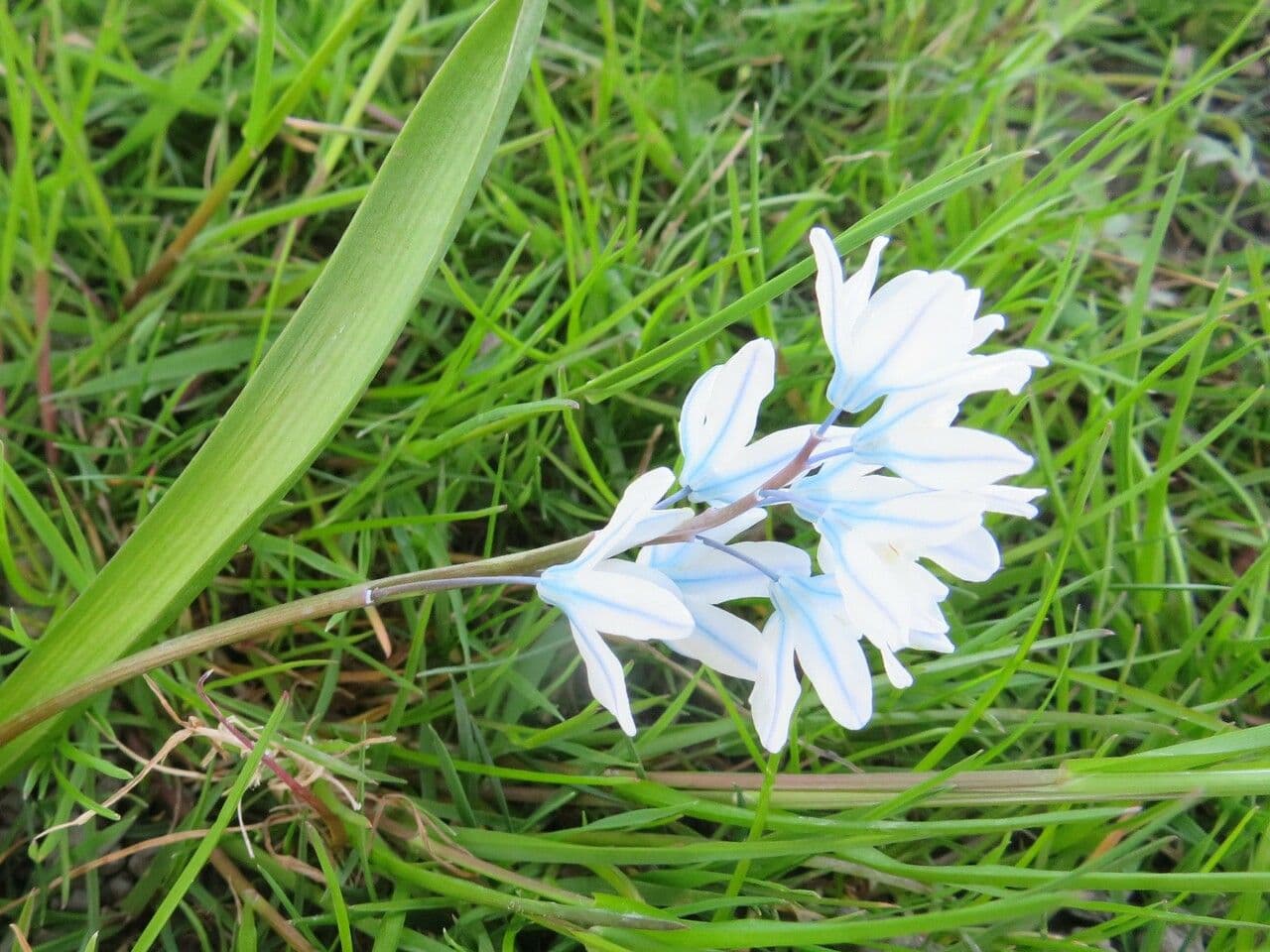 Puschkinia scilloides 7