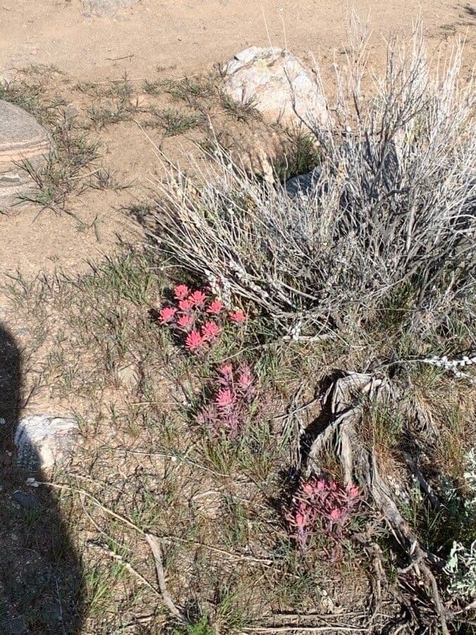 Castilleja angustifolia 3