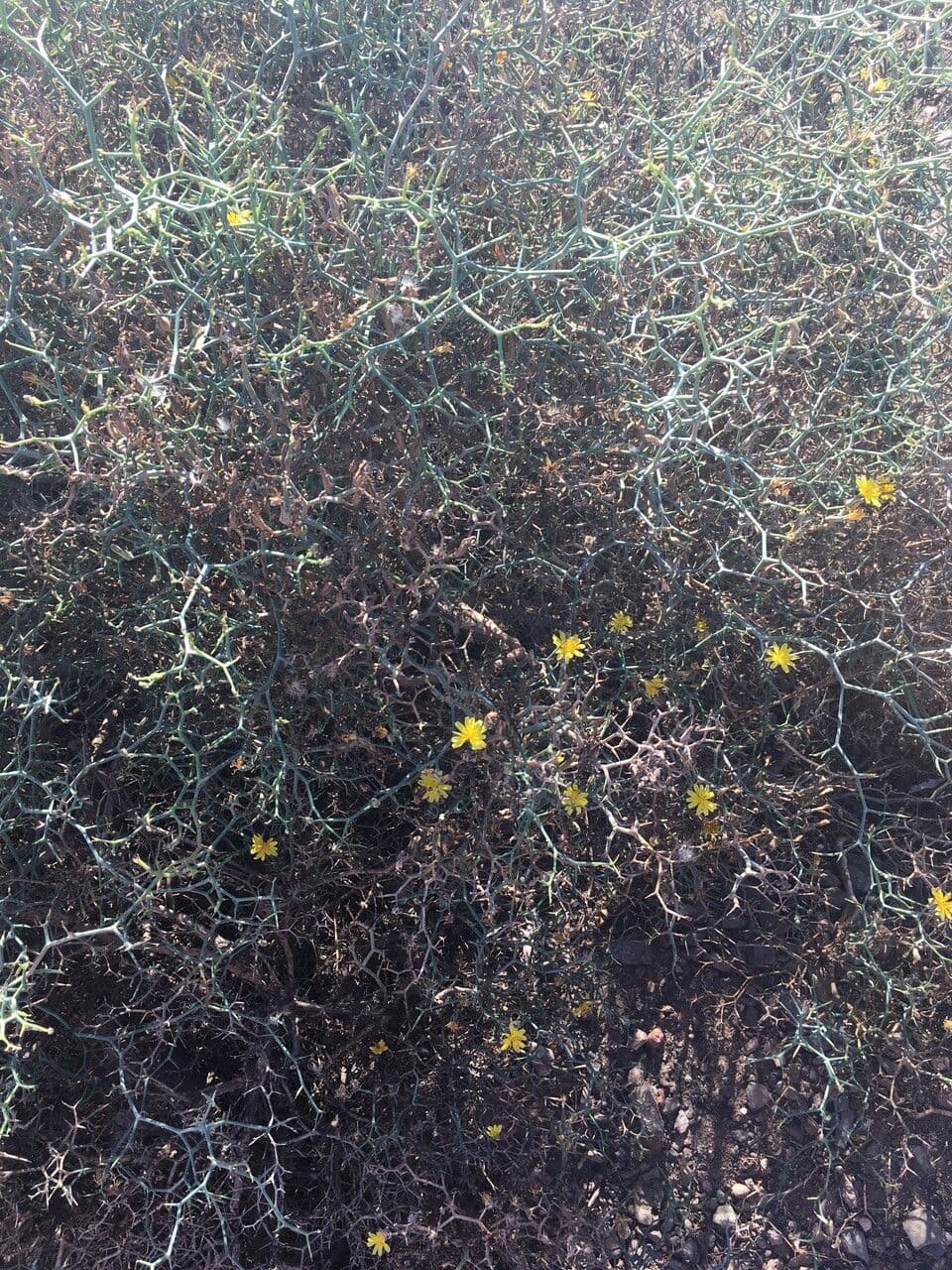 Launaea arborea 20