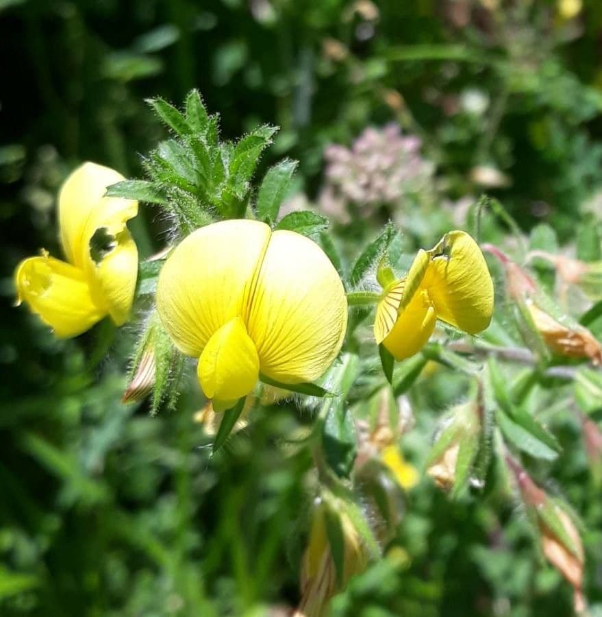 Bugrane jaune 8