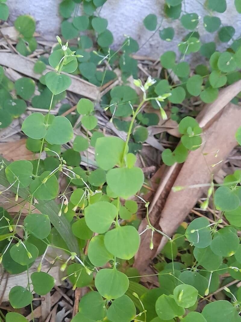 Drymaria cordata