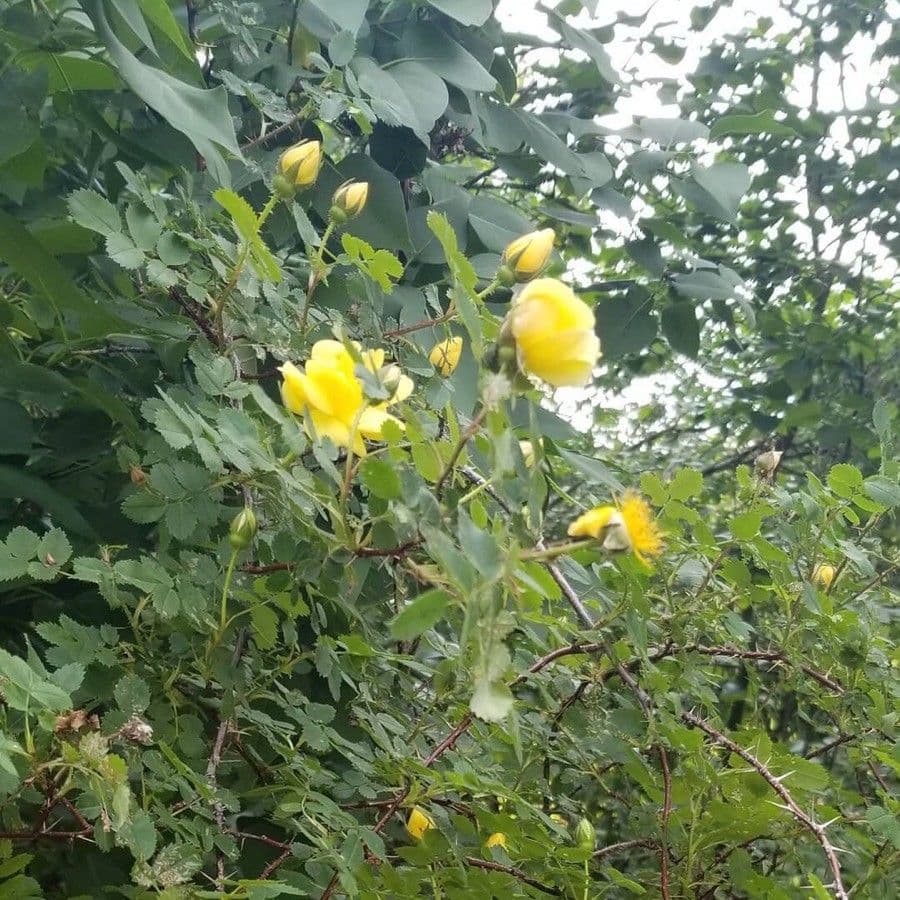 Rosa gialla 6
