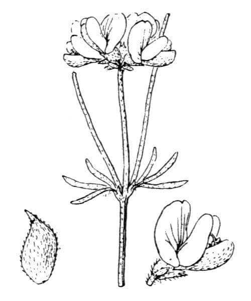 Ginestra radiata 28