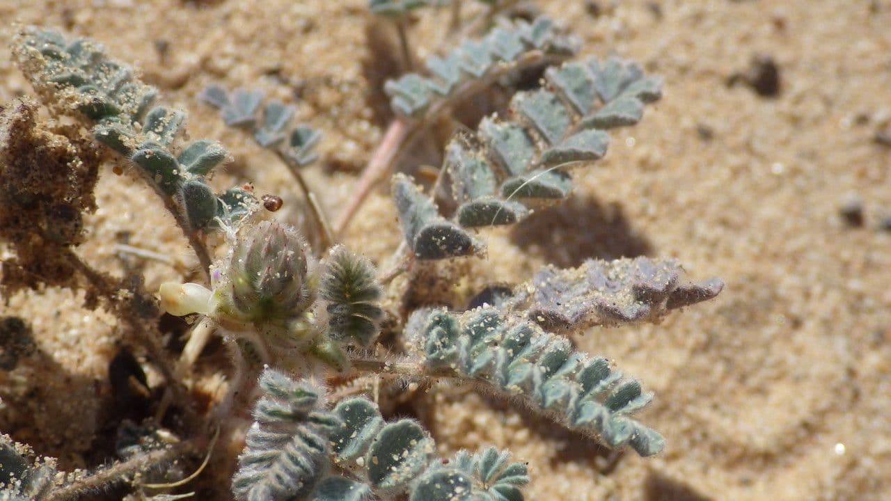 Dalea 2