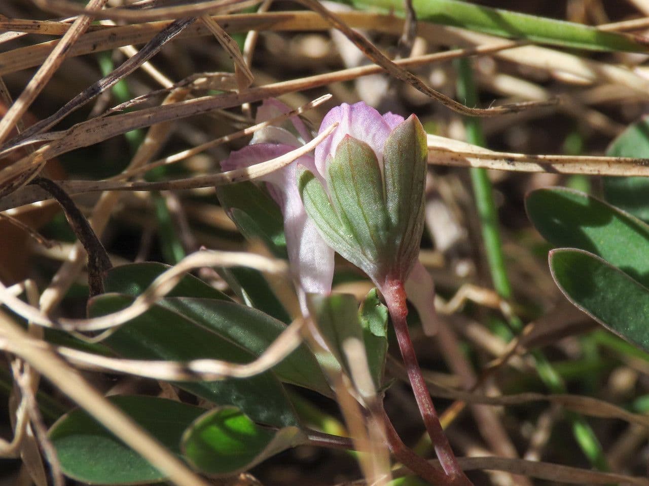 Fumaria pumila 3