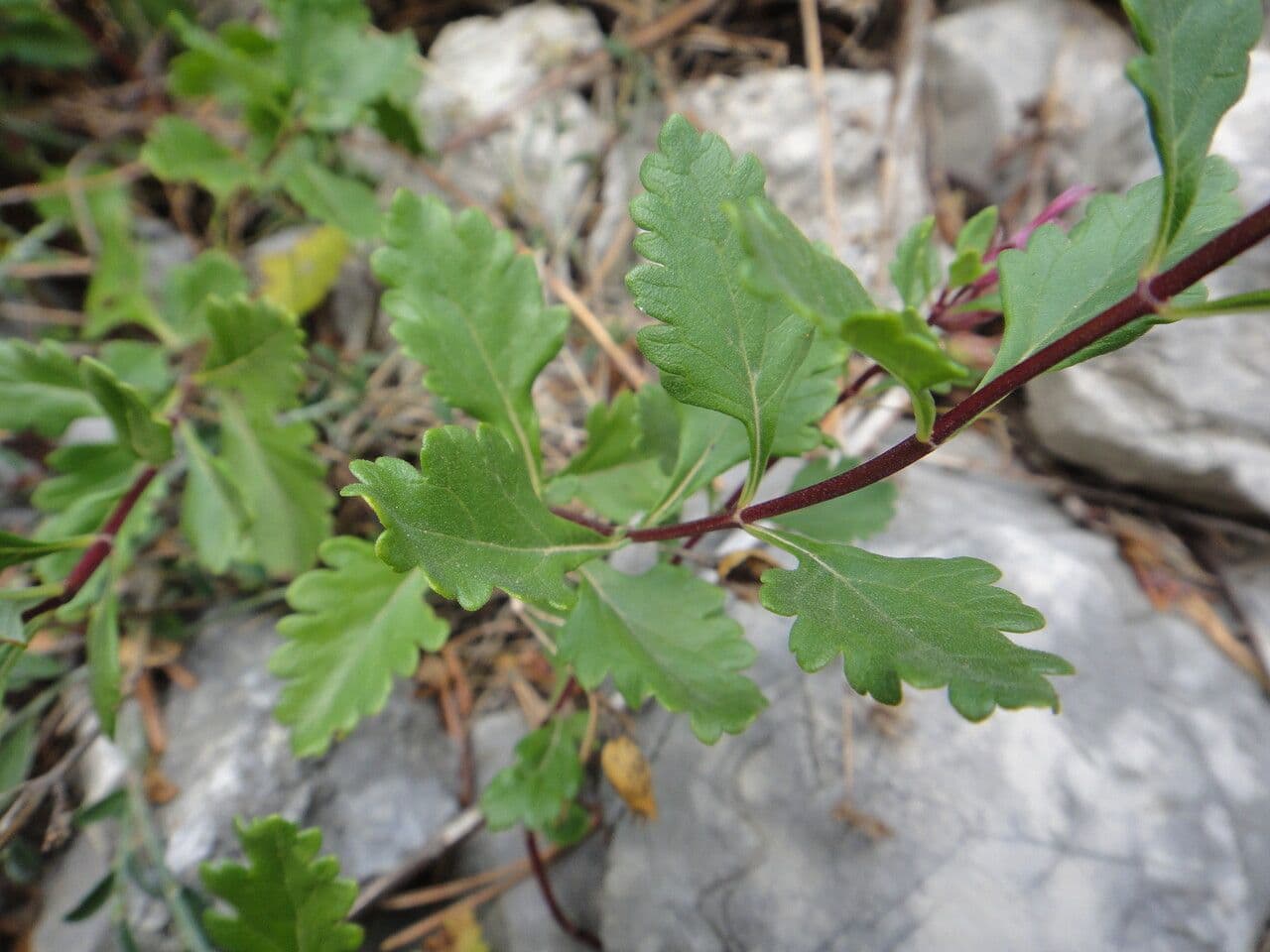 Teucrium 16