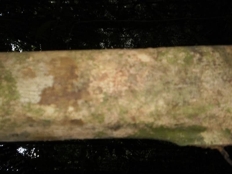 Discophora 8
