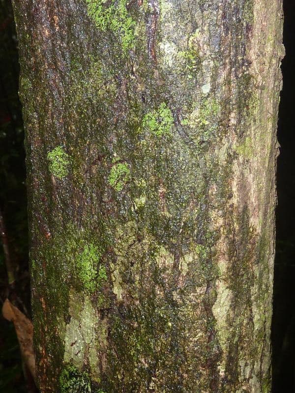 Pachira 5