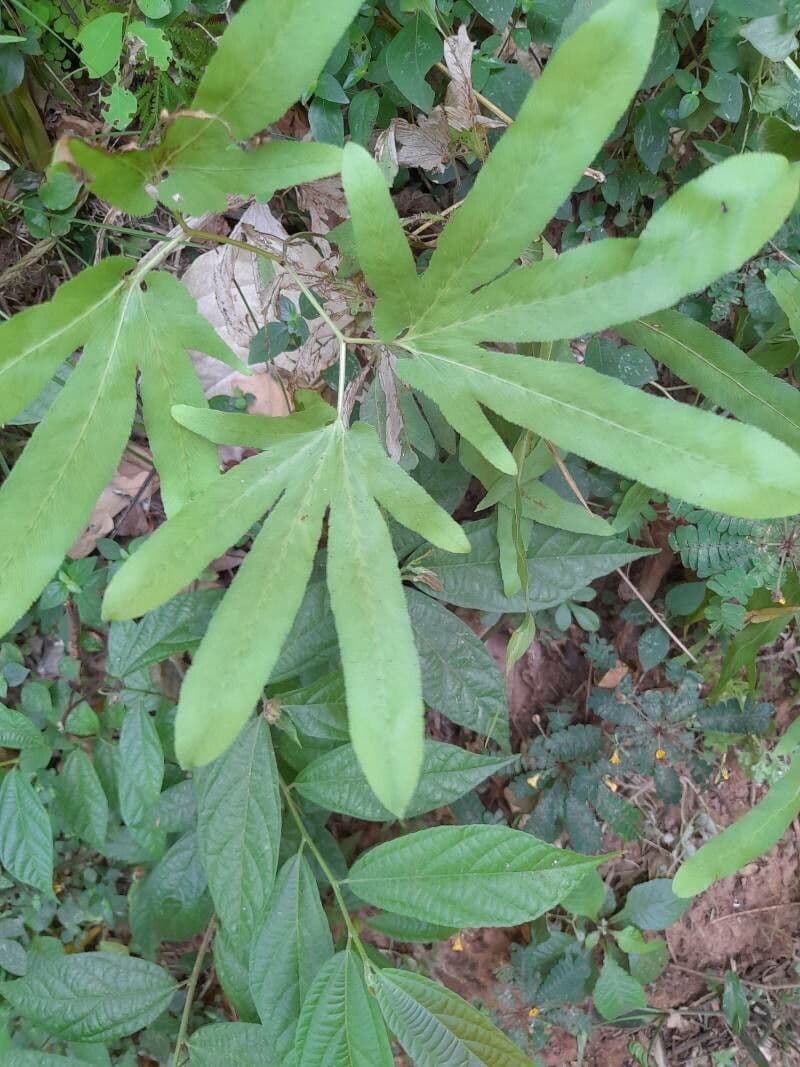 Lygodium 4
