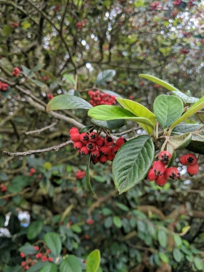 Cotoneaster 4