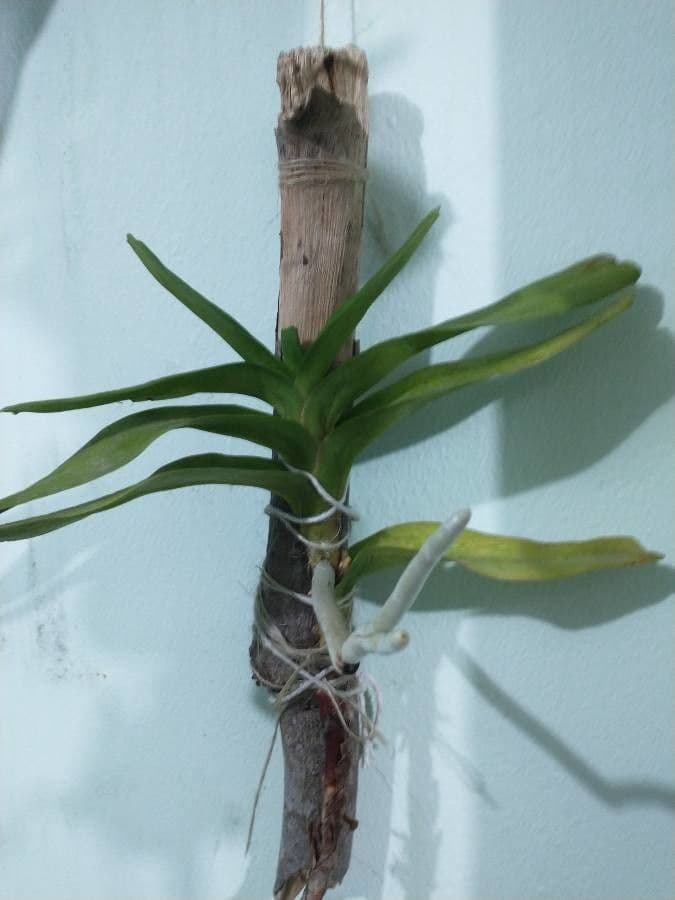 Orchidea di Darwin 9