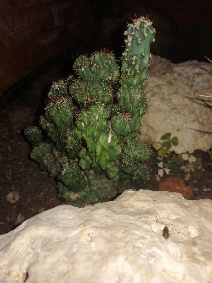 Cactus calice di rosa 18