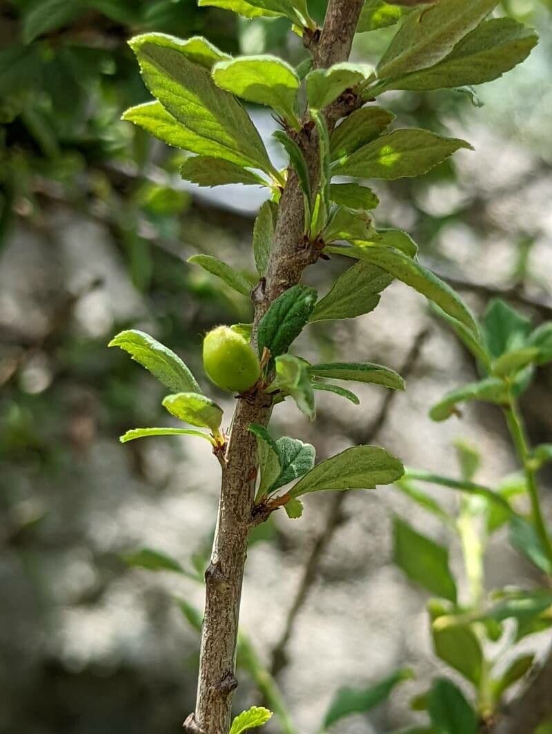 Cerisier 3