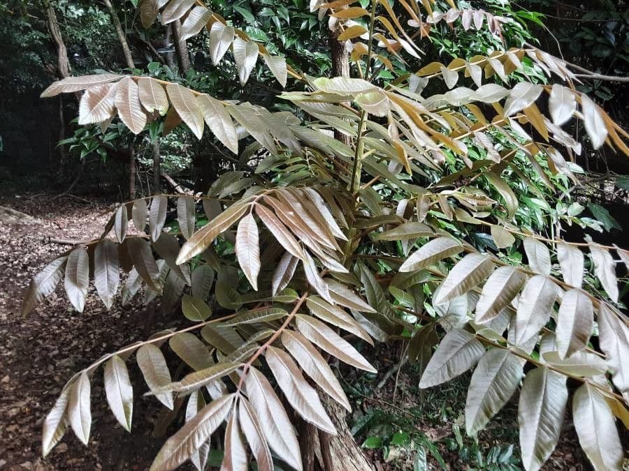 Trichilia 11
