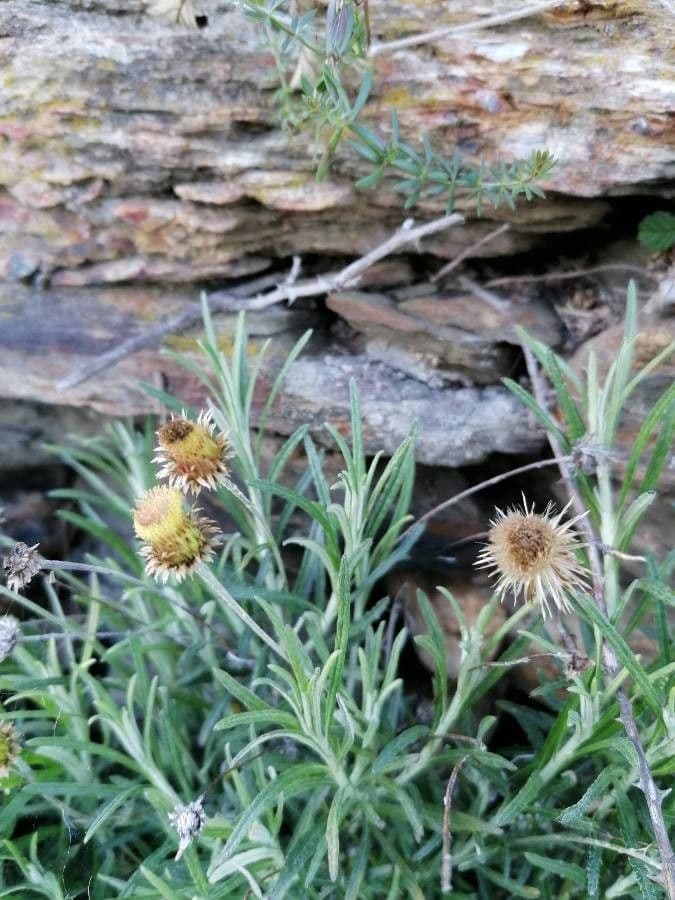 Felsen-Steinimmortelle 28
