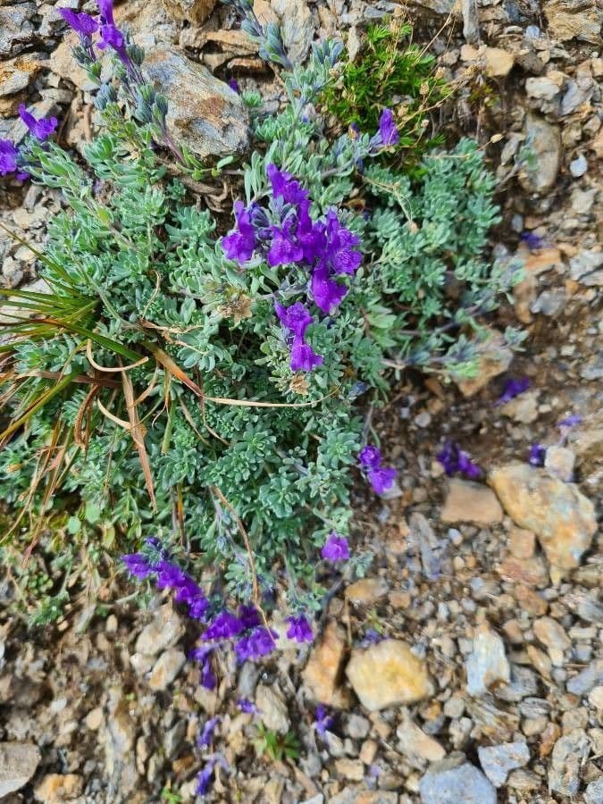 Linaria alpina 11