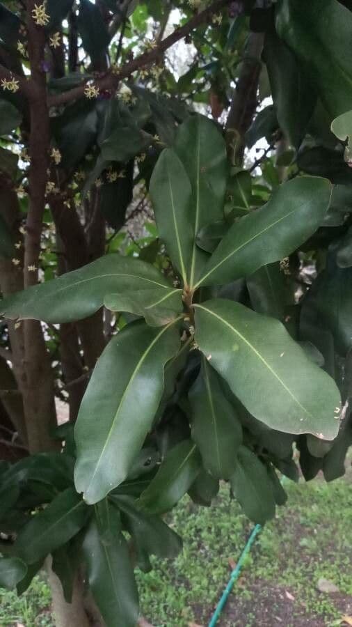 Pleiomeris 3