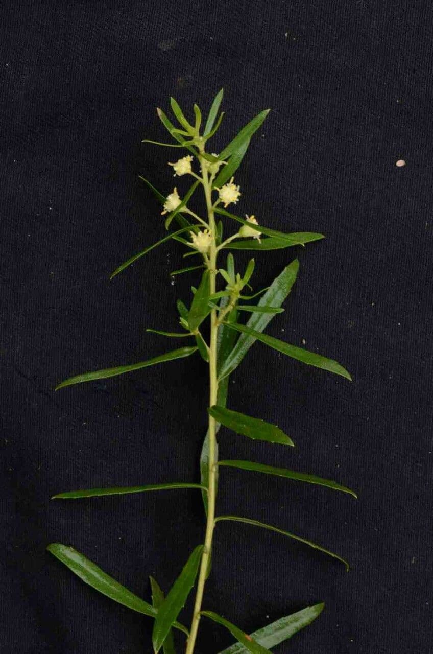 Baccharis dracunculifolia 13