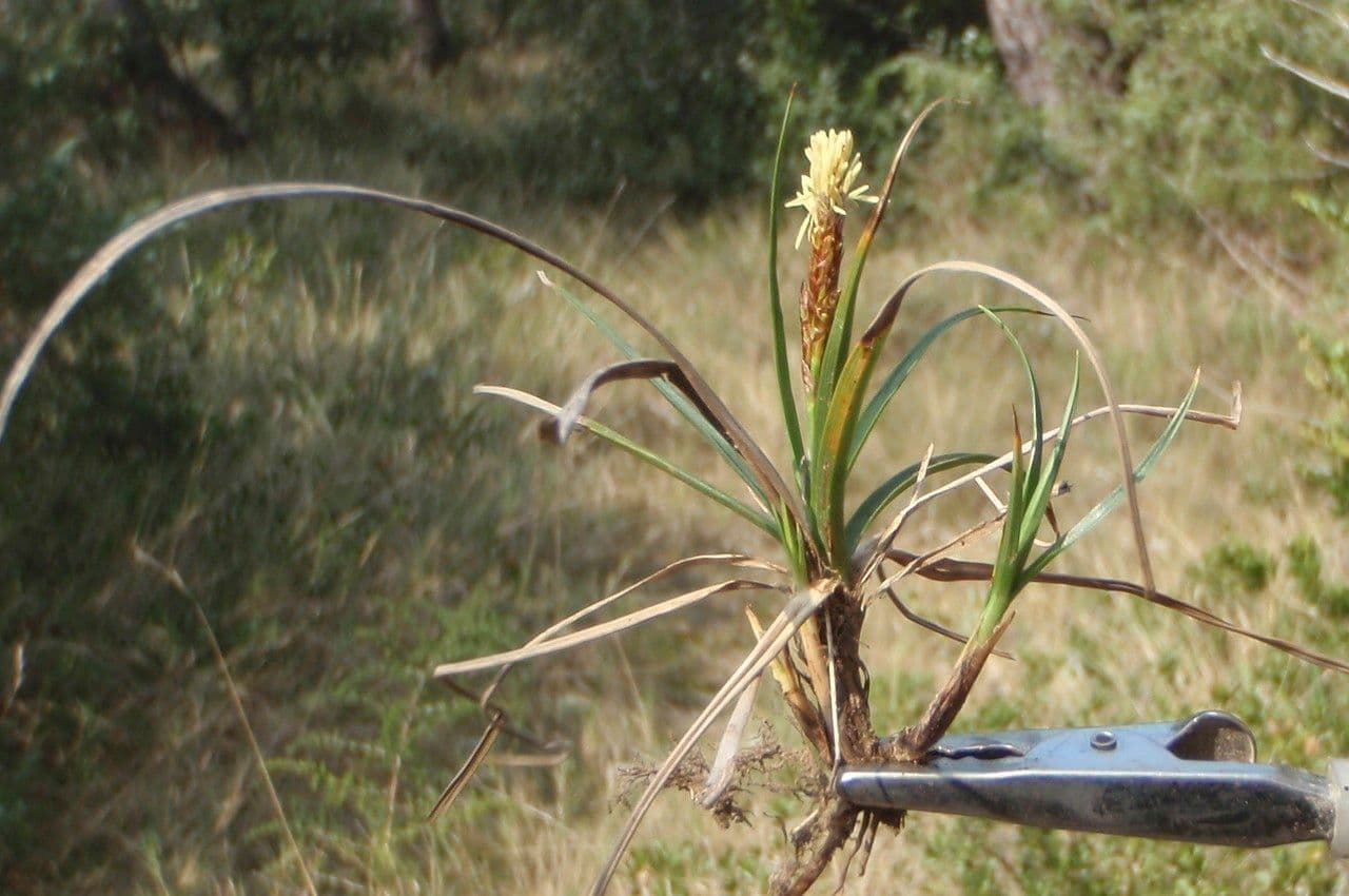 Carex liparocarpos 13