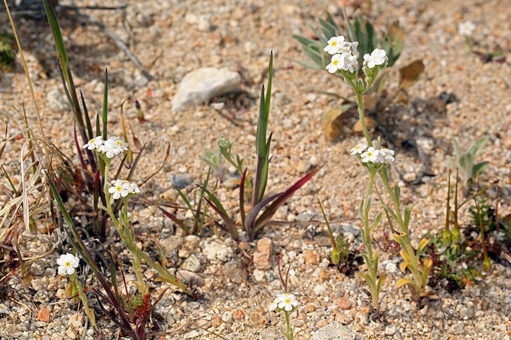 Sisyrinchium 10