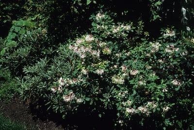 Rododendron atlantický 8