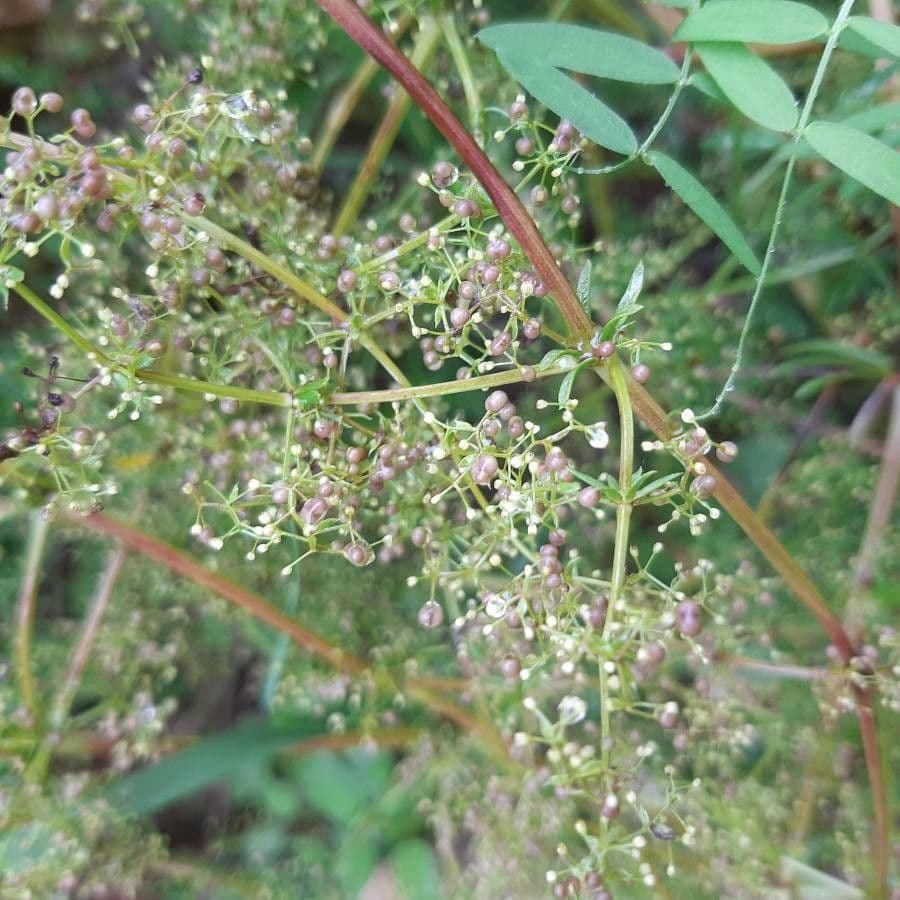 Caglio tirolese