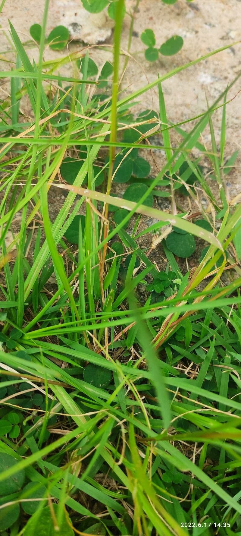 Setaria minore 23