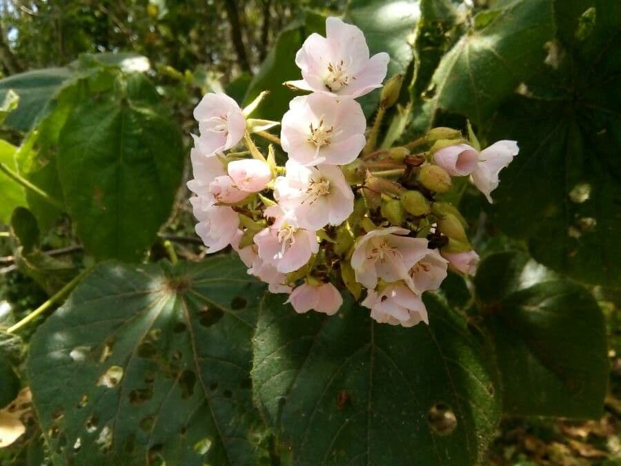 Dombeya 7
