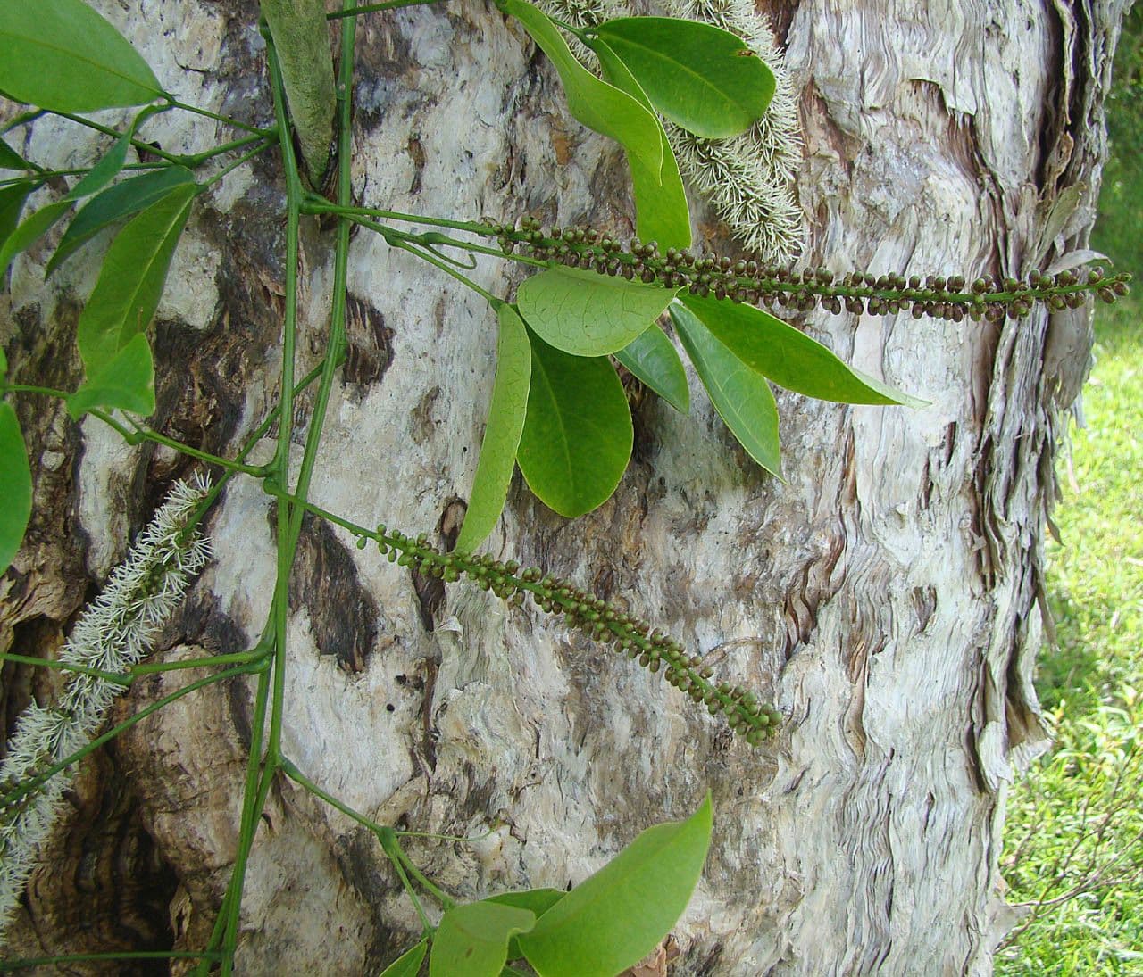 Entada phaseoloides 8