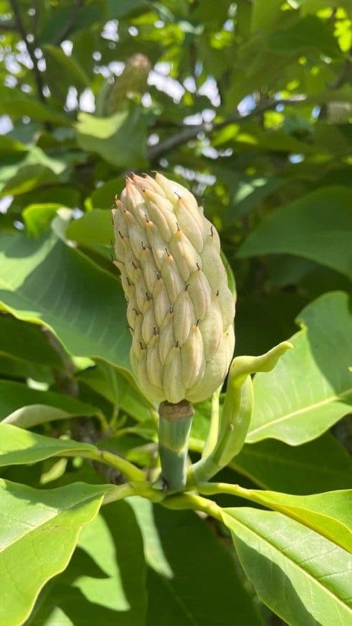 Magnolia a ombrello 2