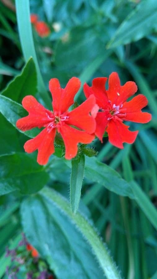 Silene 4