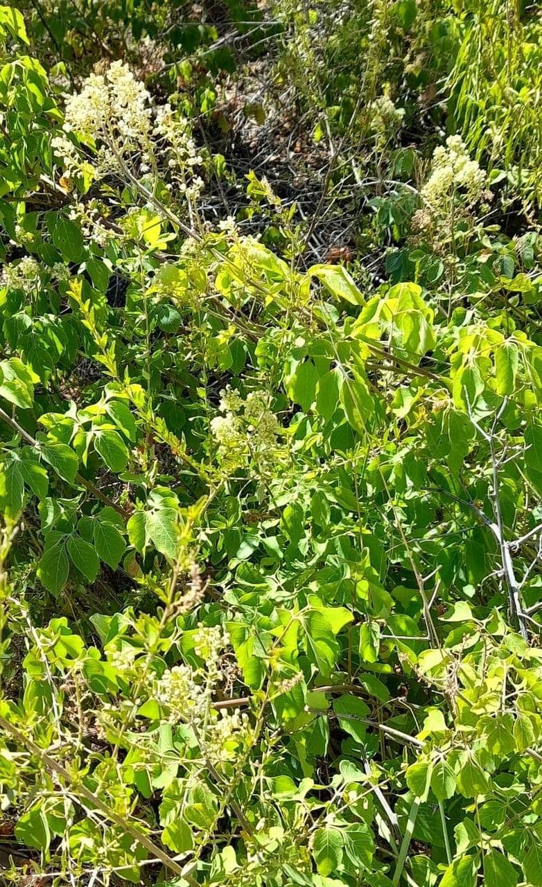 Serjania glabra 6