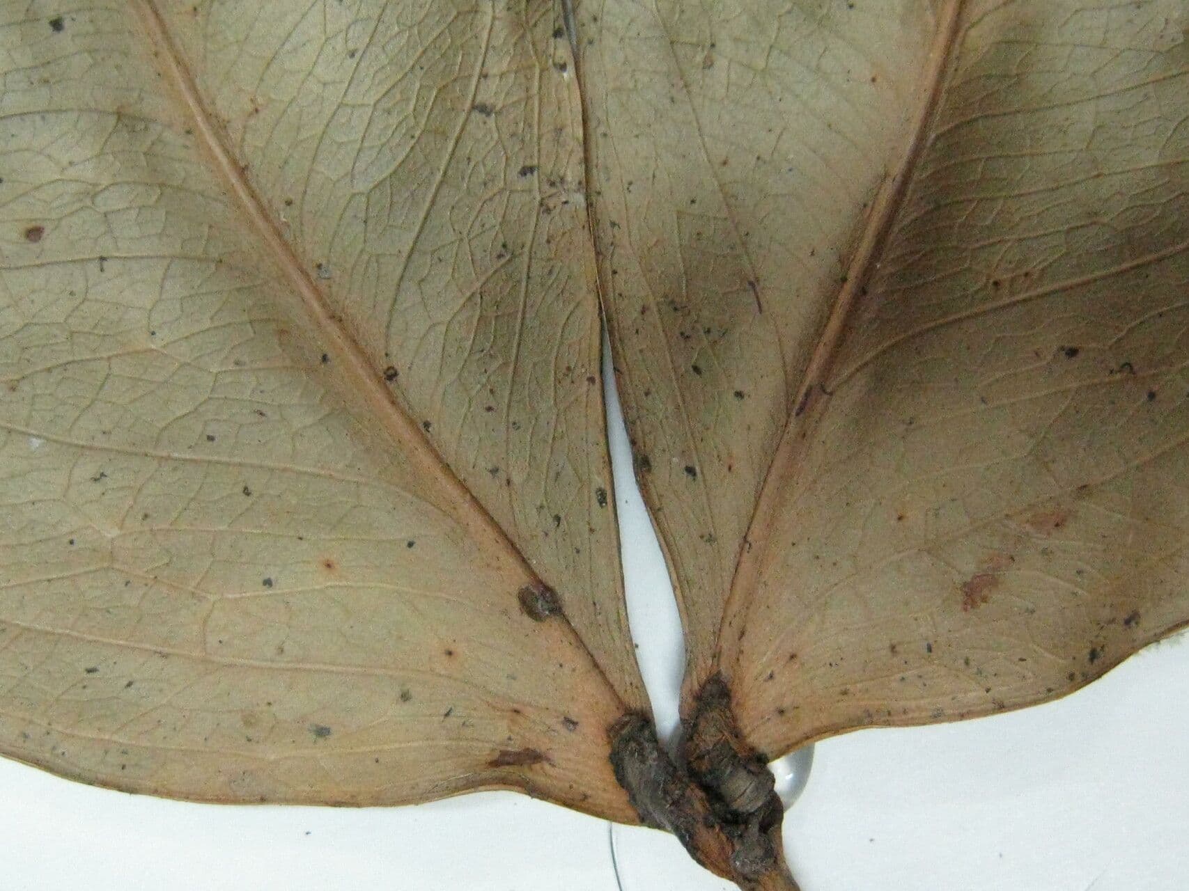 Macrolobium 6