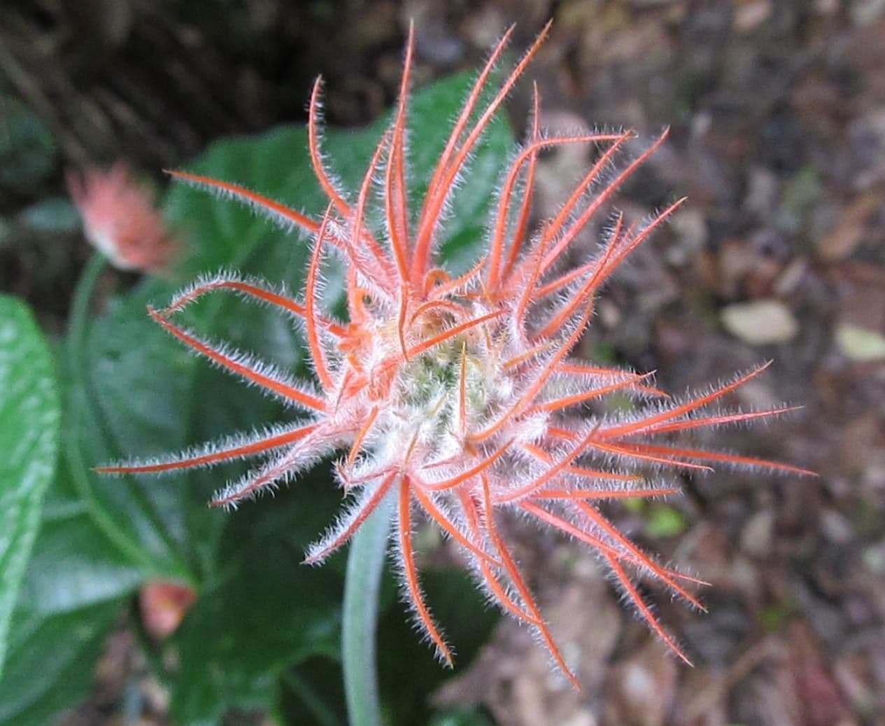 Cetriolo della giungla 6