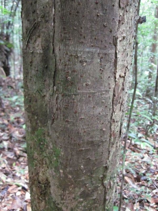 Aniba 5