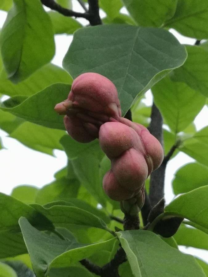 Magnolia denudata 4