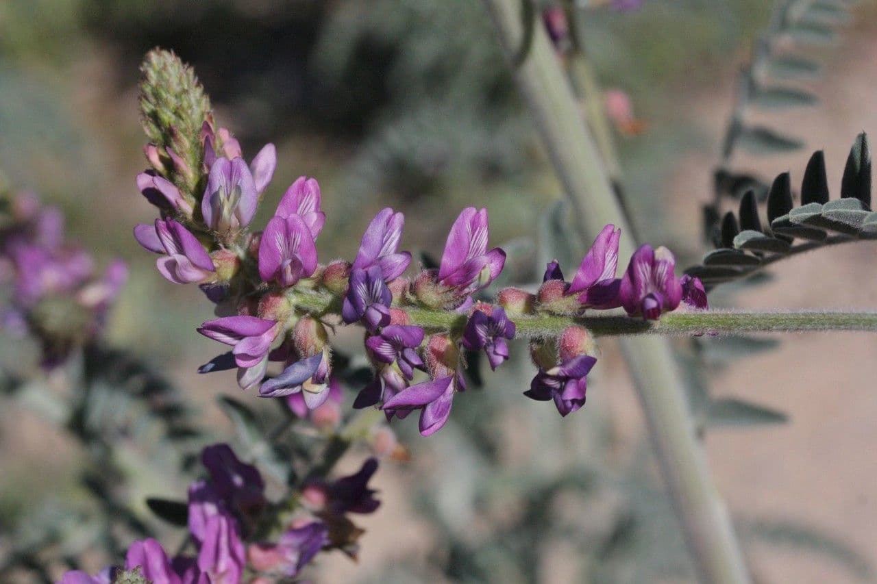 Traganek Brauntona