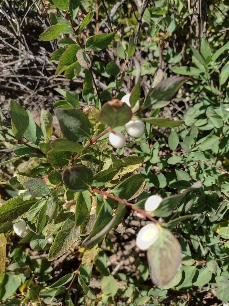 Symphoricarpos occidentalis 17