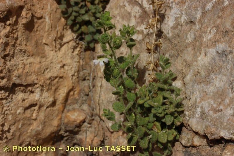 Chaenorhinum villosum 14