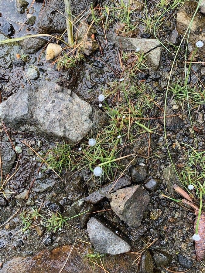 Eriocaulon acquatico 11