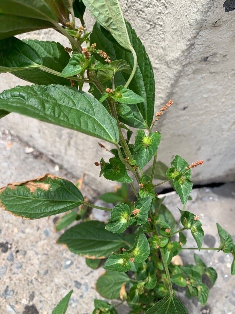 Acalypha australis 2
