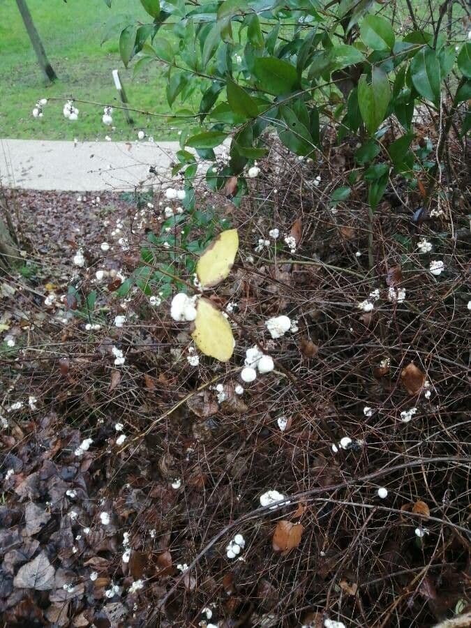 Kriechende Schneebeere