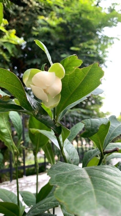 Magnolia coco