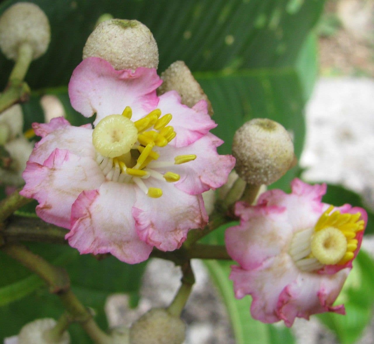 Miconia 5