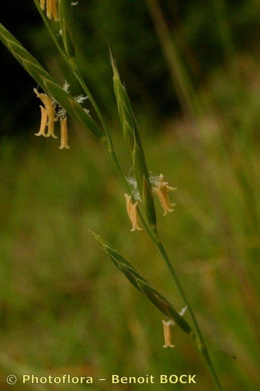 Brachypode penné 26