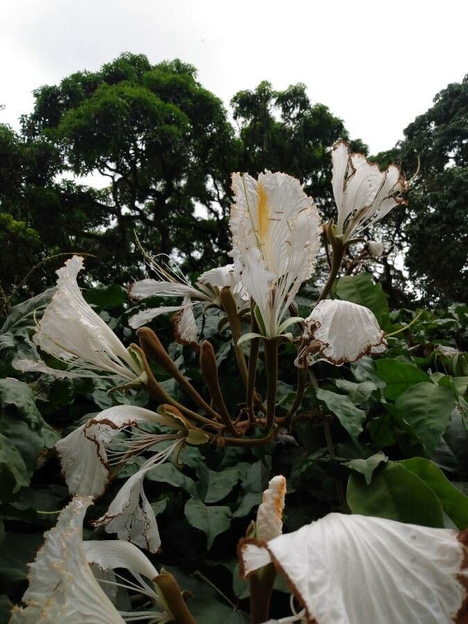 Camoensia 5