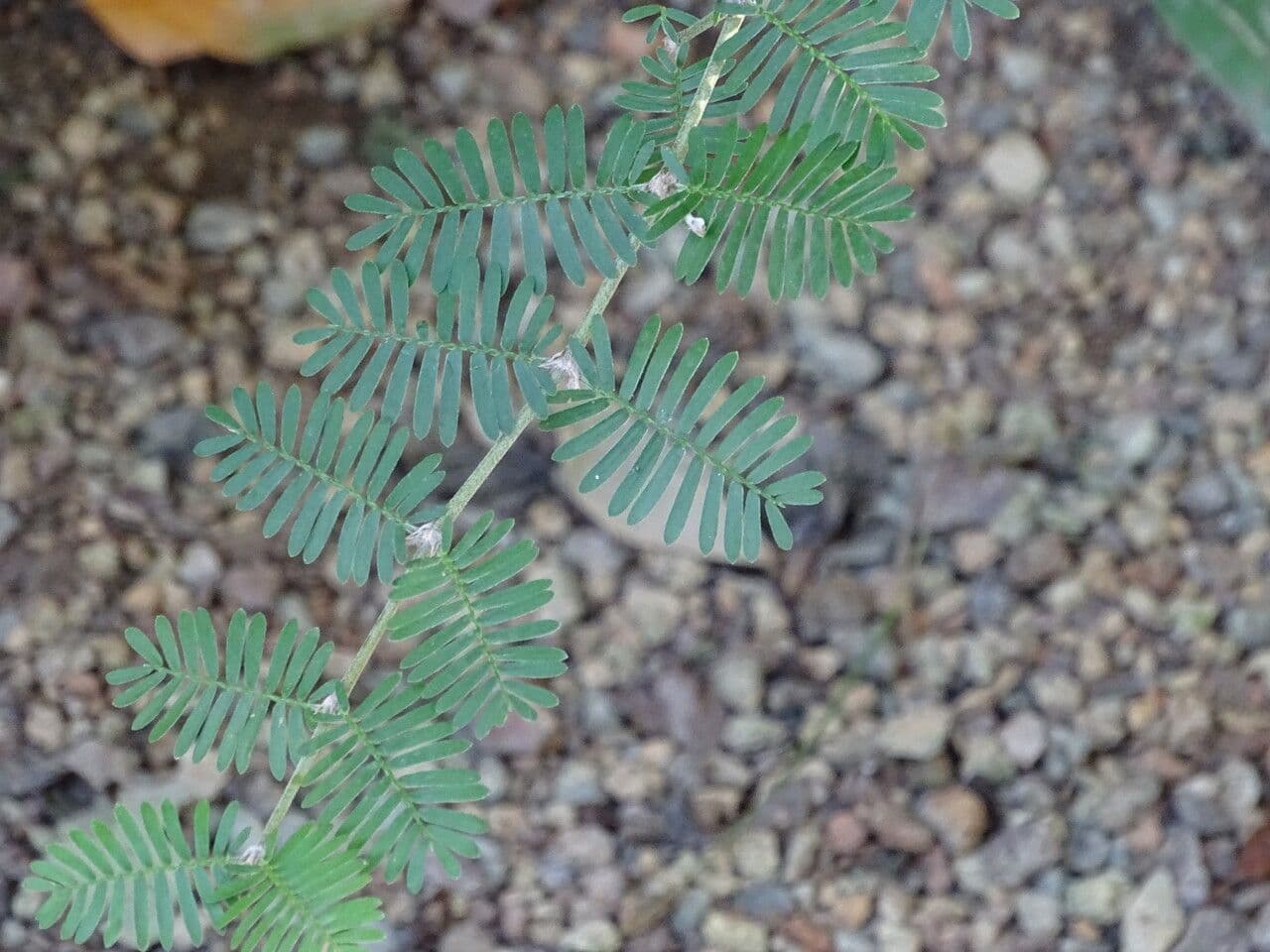 Porlieria 2